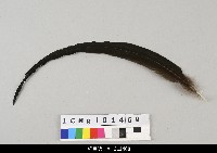 藏品(布袋戲盔帽-羽毛)的圖片